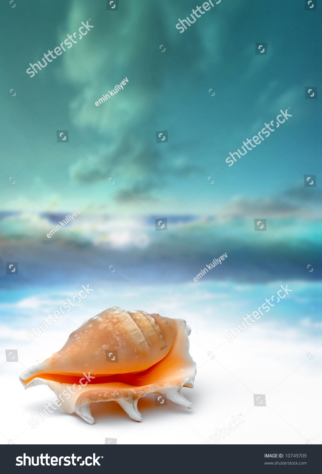 seashell on beach - water reflection