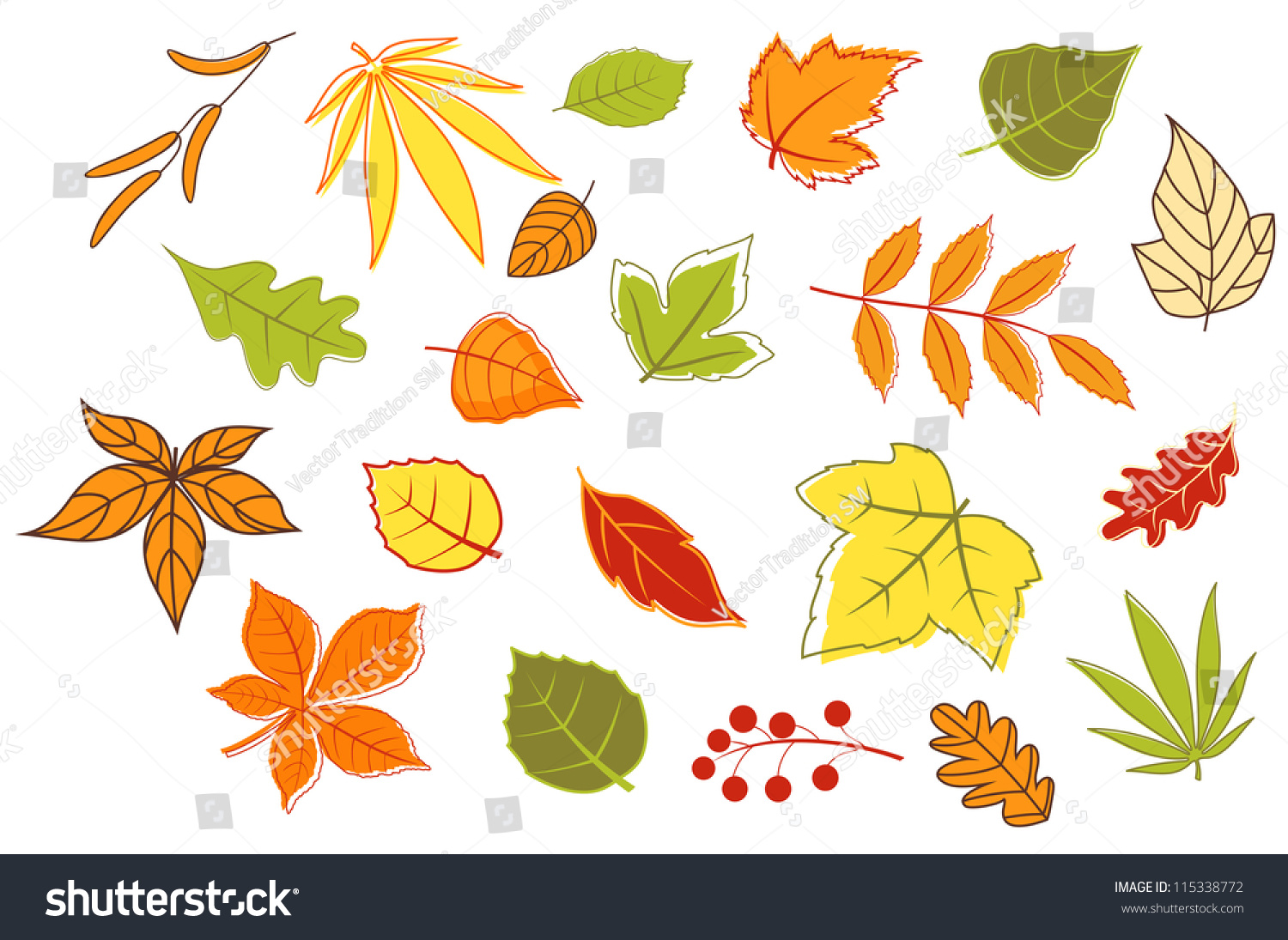 丰富多彩的秋天的树叶和植物为季节性孤立在白色