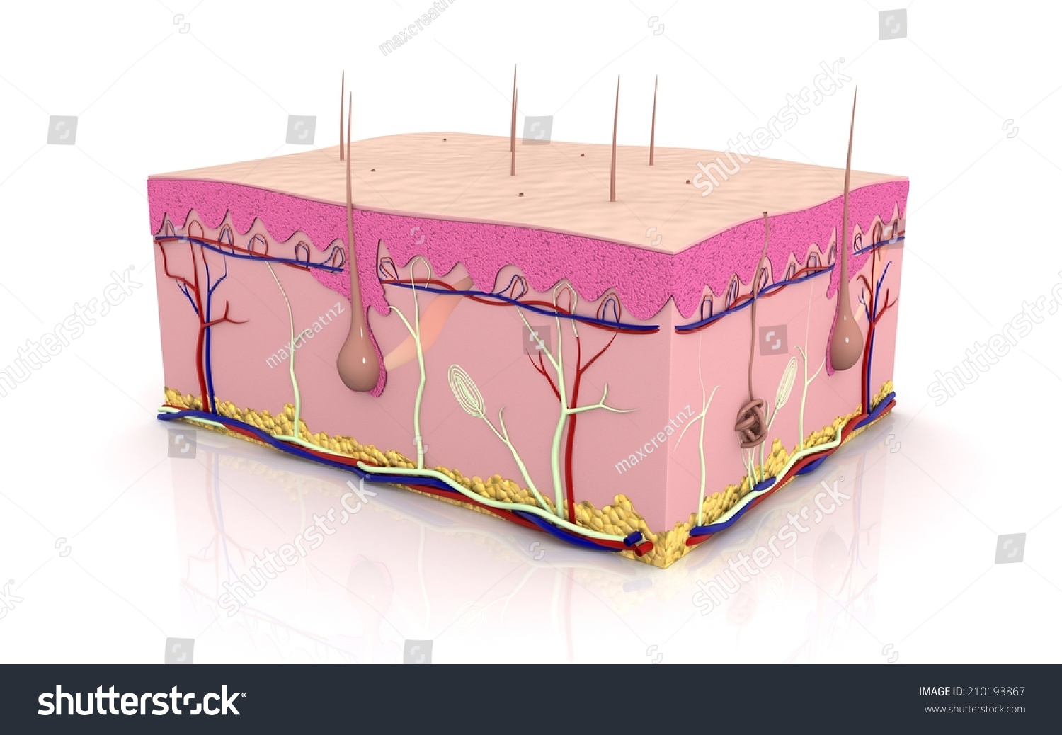 3 d截面在白色背景的皮肤