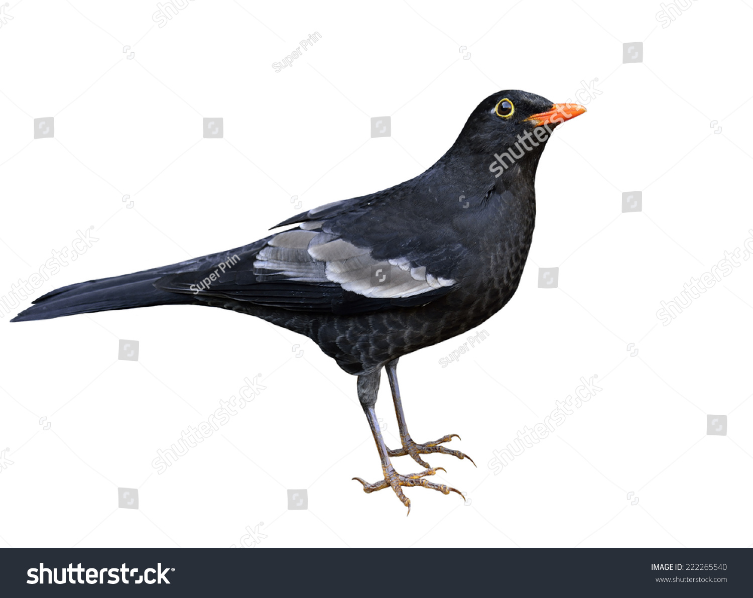 漂亮的黑色的鸟,雄性灰翅鸫(Turdus boulboul)孤