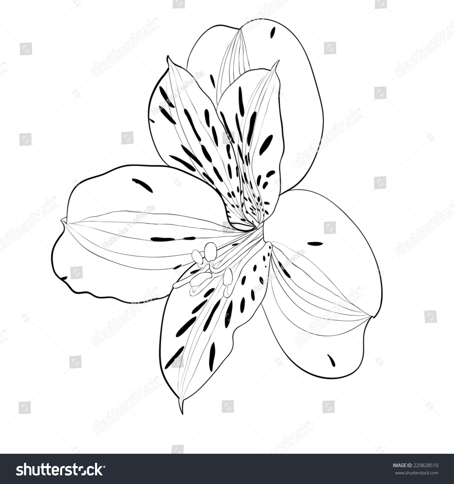 美丽的黑白,黑白Alstroemeria花孤立。手绘轮廓