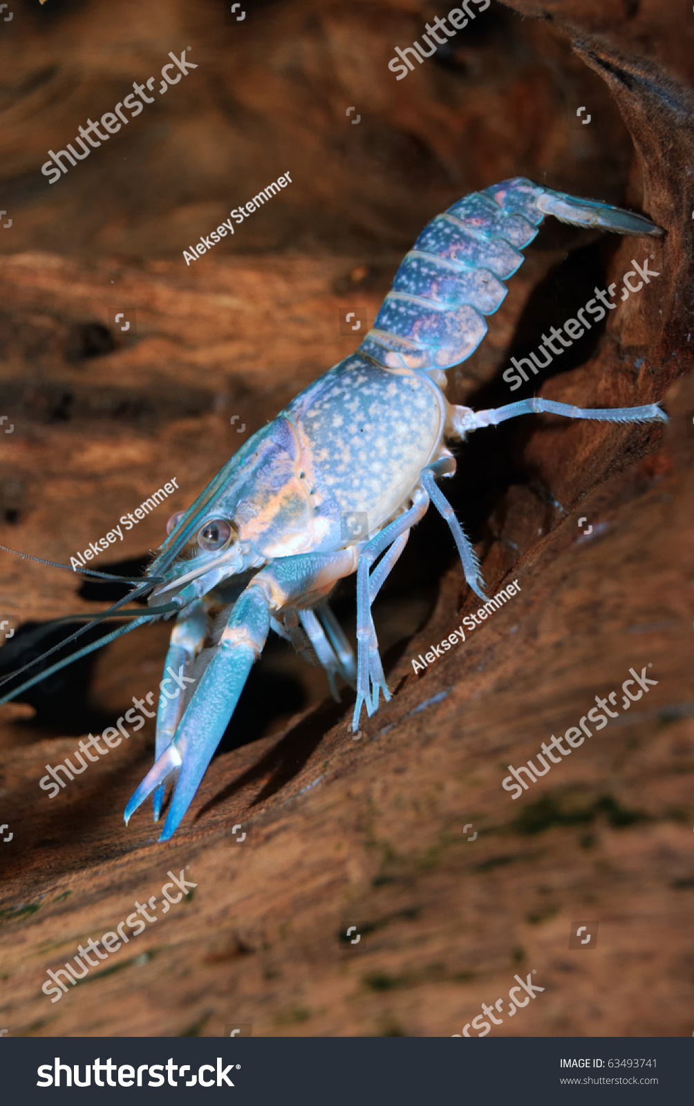 澳洲淡水小龙虾ppt|麻辣小龙虾龙虾节美食餐饮