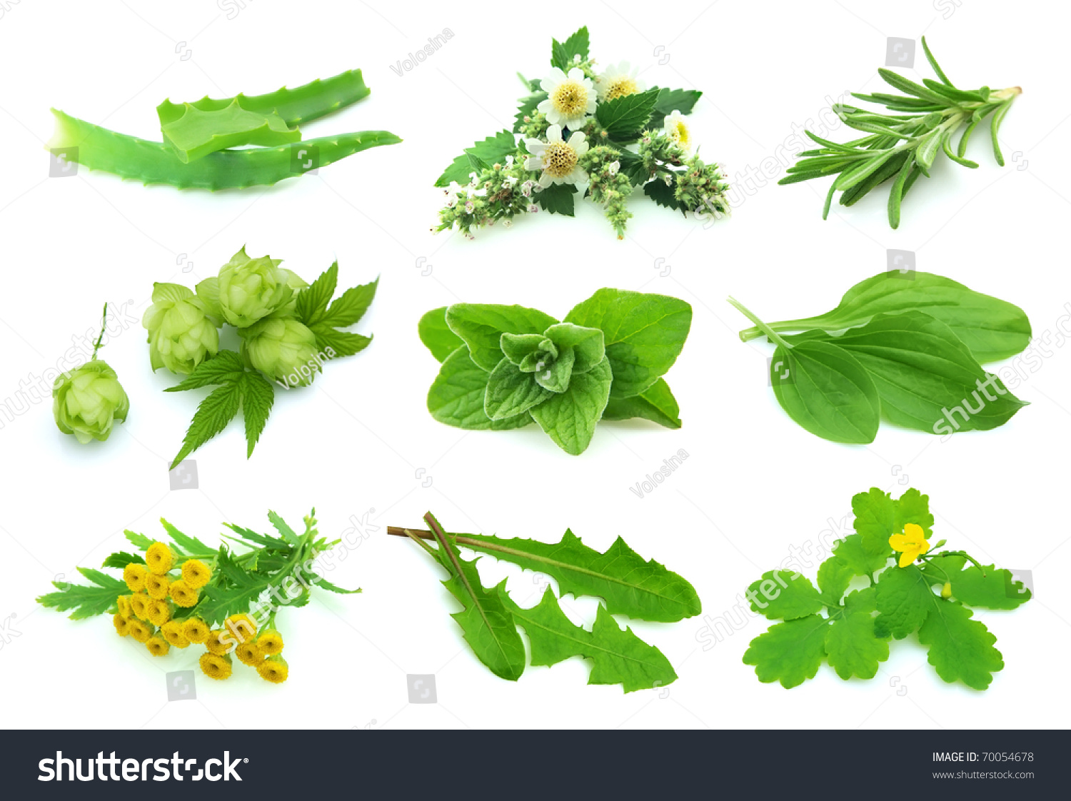 拼贴画各种草本植物在一个白色背景-自然,交通运输-()