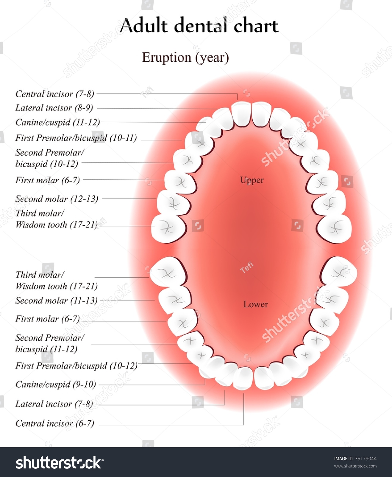 牙齒解剖 – Athlet