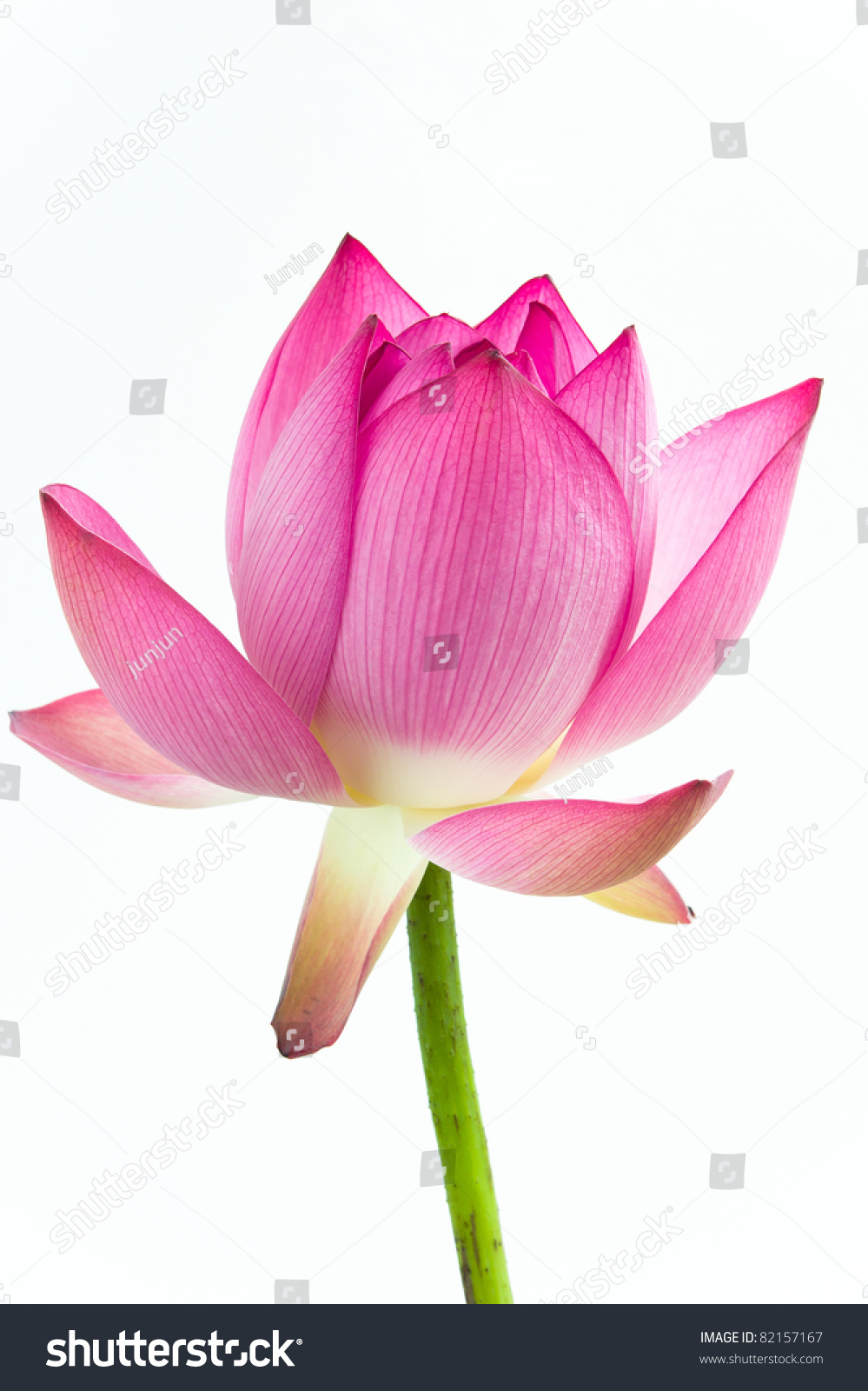 粉红色的睡莲花(lotus)和白色背景。莲花(荷花)是印度的国花。莲花是亚洲文化的重要标志。 - 背景/素材,自然 - 站酷海洛创意正版图片,视频,音乐素材交易平台 - Shutterstock中国独家合作伙伴 - 站酷旗下品牌
