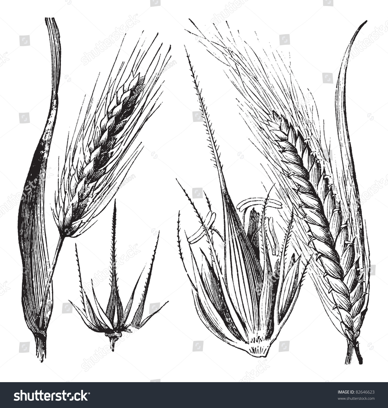 常见的大麦或大麦芽,大麦铰链或大麦distichum,古典.