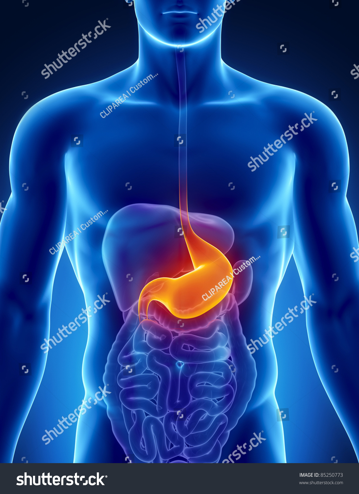 男性胃解剖人体器官在x射线视图中-医疗保健,科学-(rf