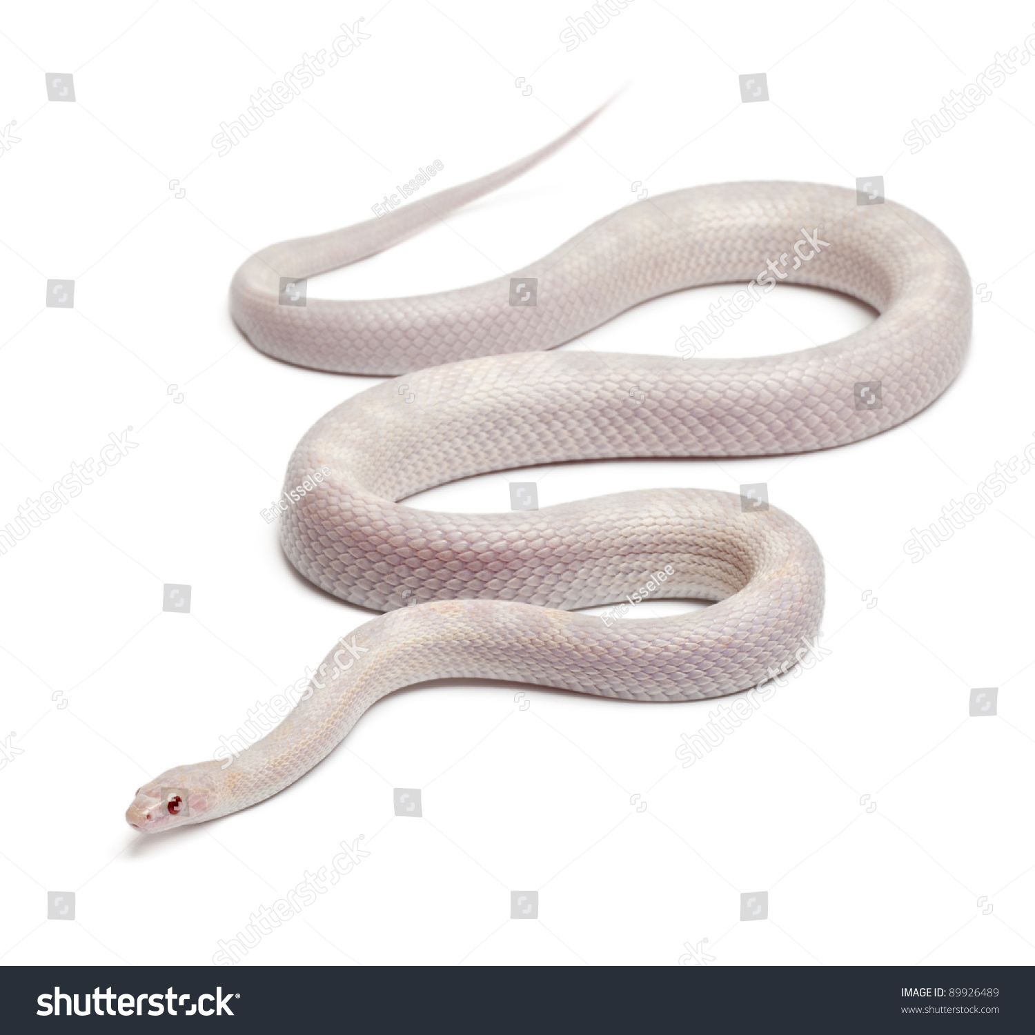 opale玉米蛇或红色鼠蛇,pantherophis鱼,在白色背景的