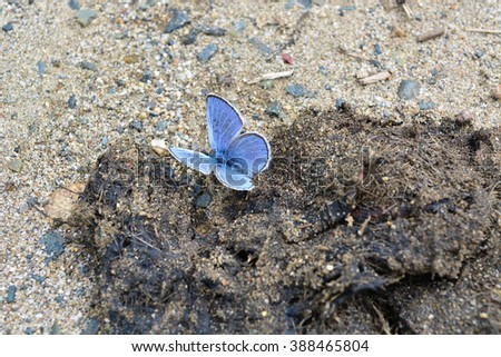 small blue butterfly sitting on clump of animal excrement
