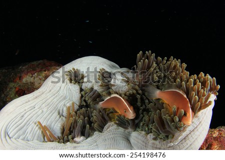 anemone and skunk anemonefish