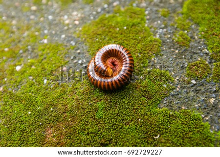 millipedes are similar to centipedes but have two pairs of legs