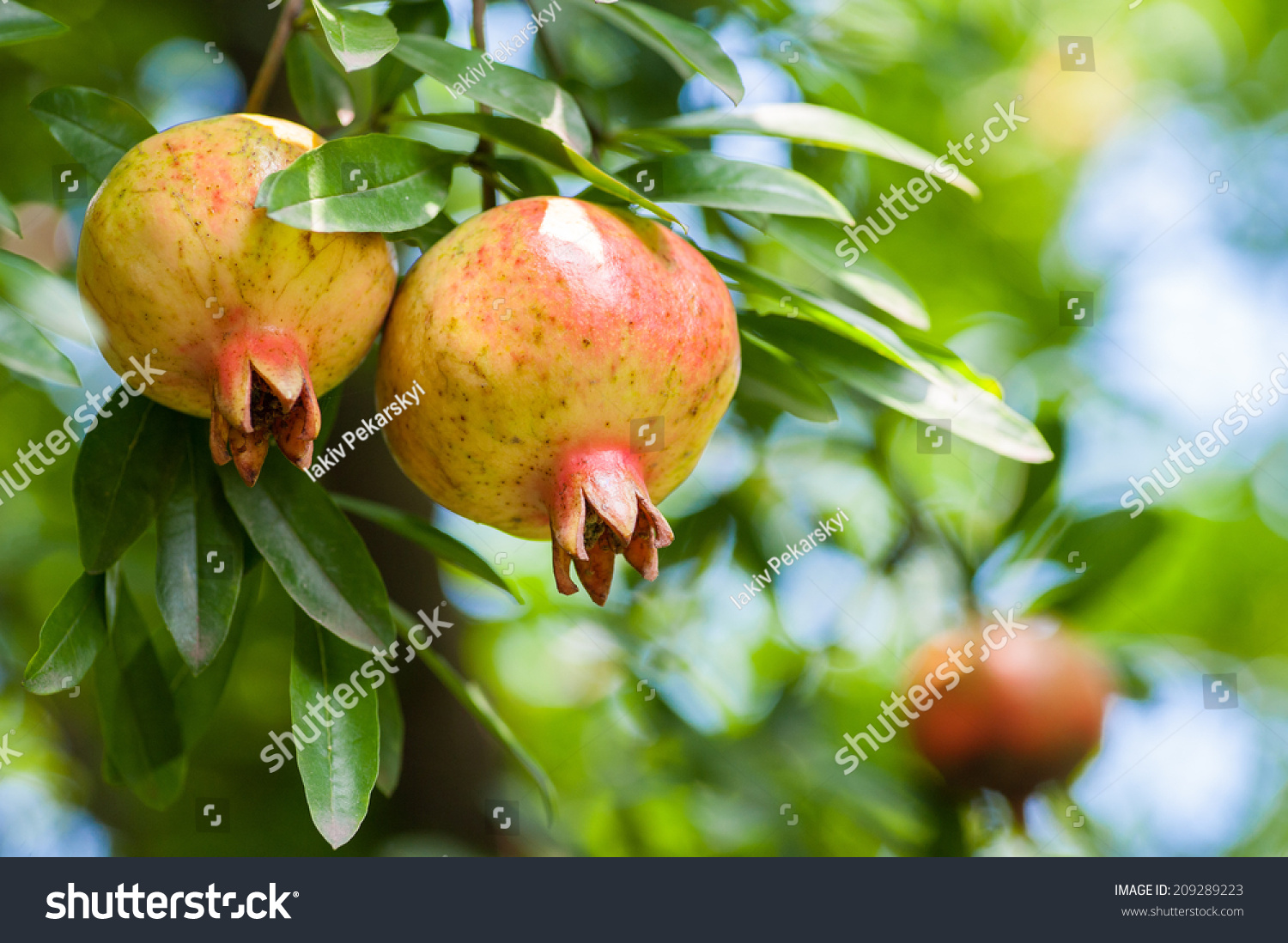 几乎成熟的色彩斑斓的石榴水果树枝与树叶作为背景.