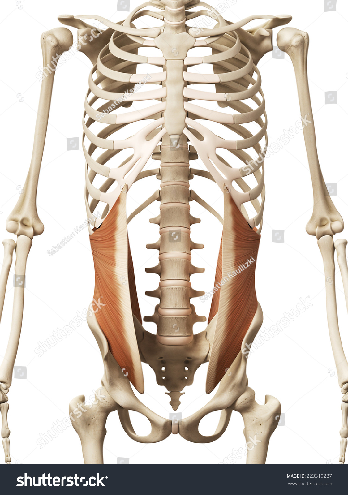 请登录 | 原标题 muscle anatomy - the internal oblique  版权