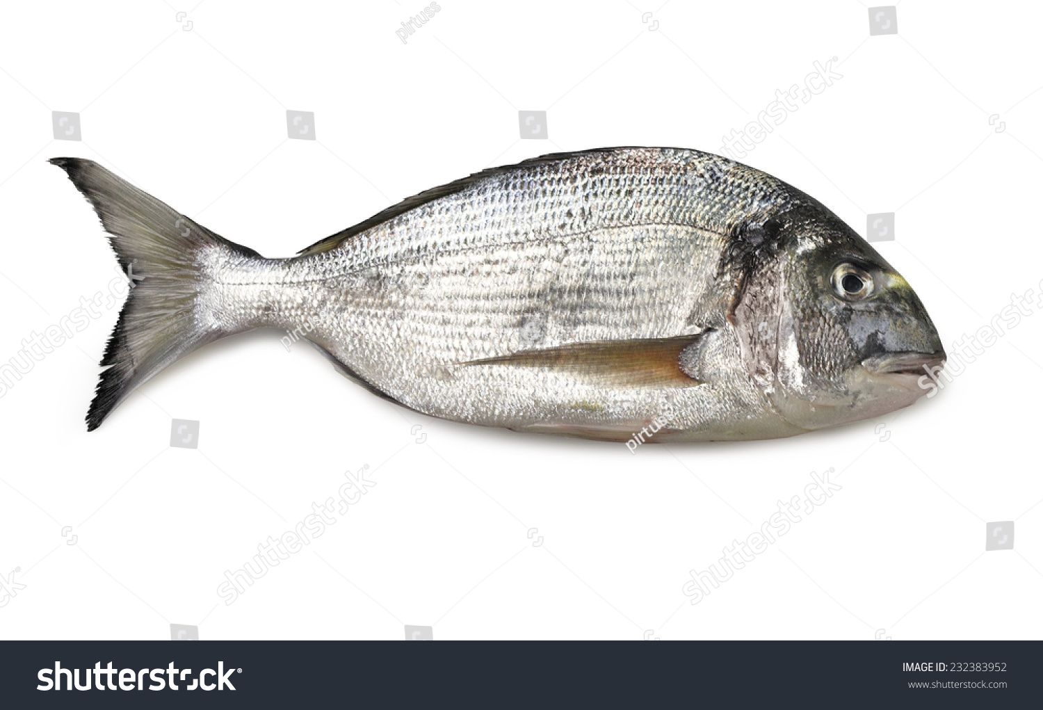 sea bream profile isolated on white-食品及饮料,自然-海洛创意(hel
