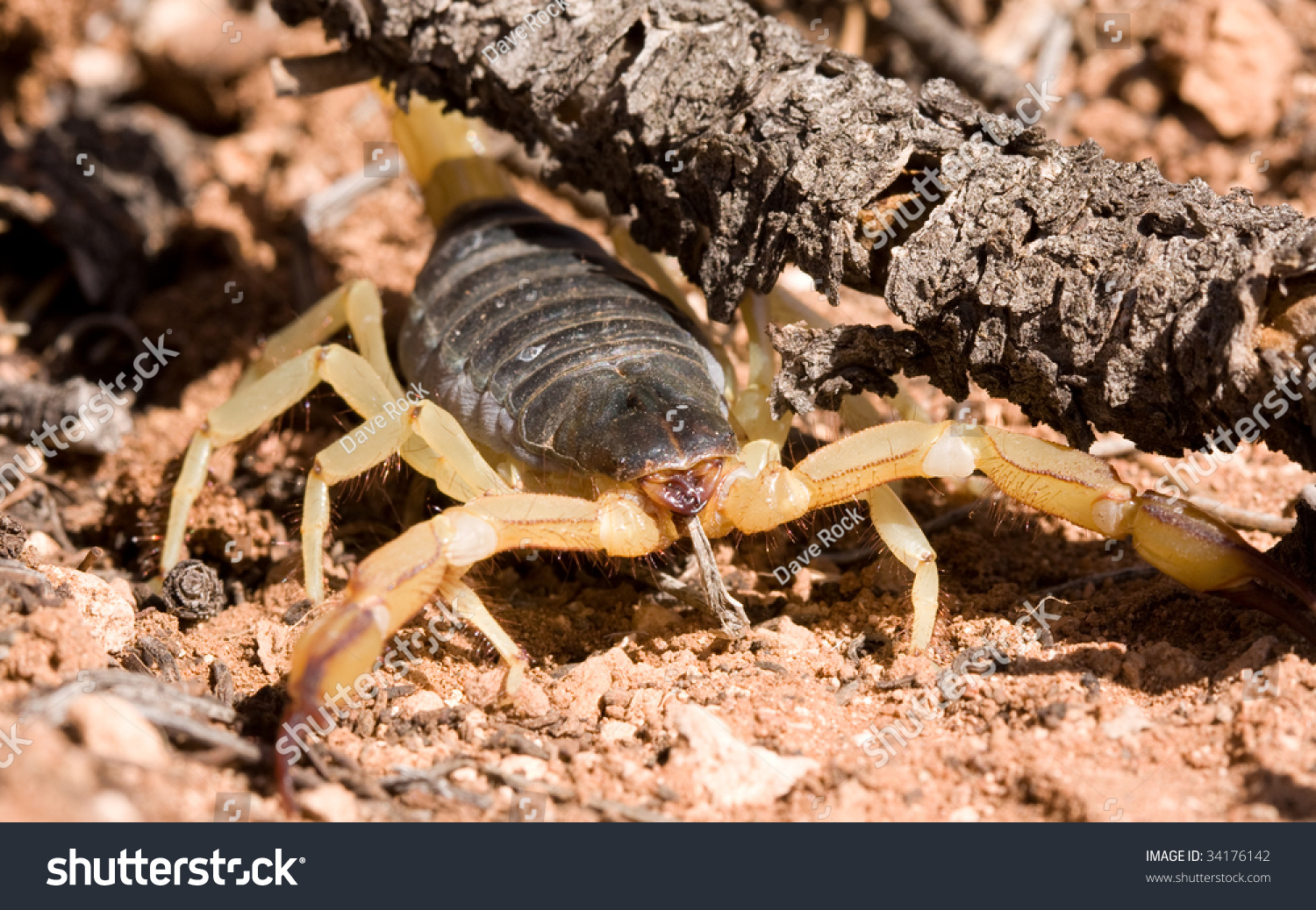 宏观的巨大的毛茸茸的蝎子,亚利桑那州北部沙漠.