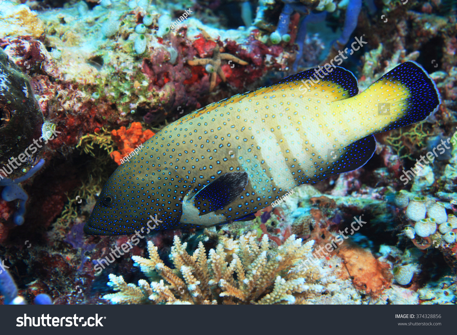 peacock hind grouper fish (cephalopholis argus) in the tropical