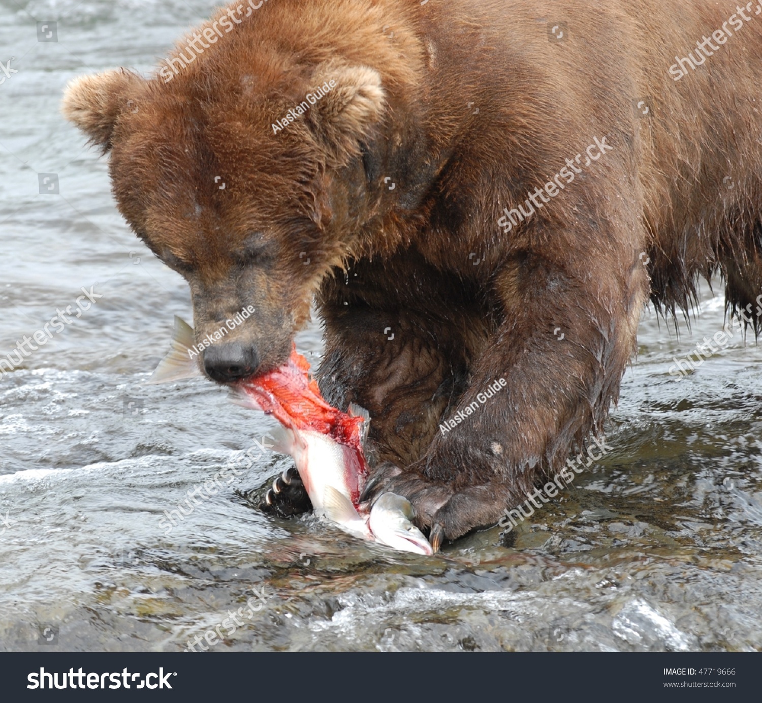 阿拉斯加灰熊吃新鲜的红大麻哈鱼