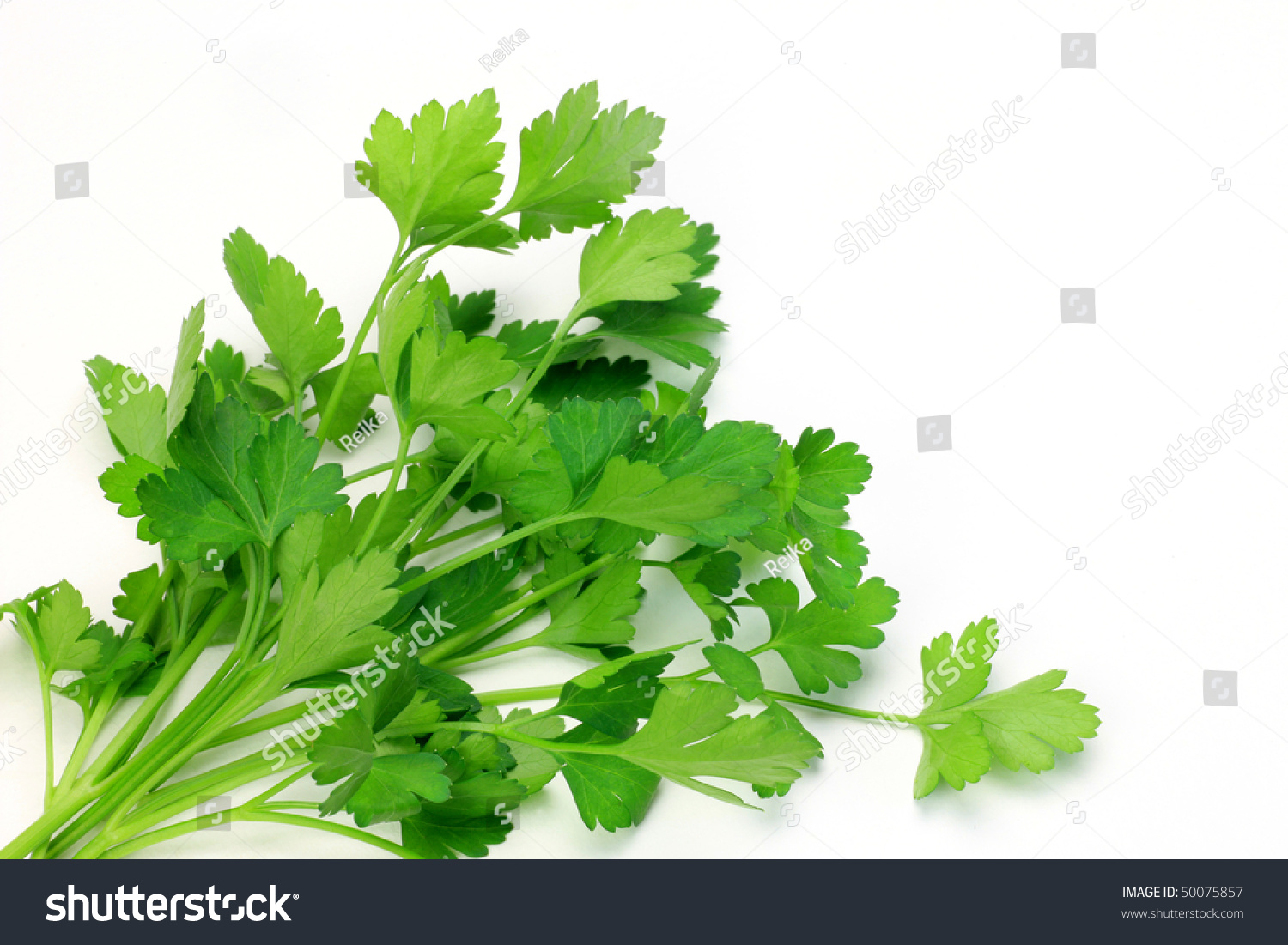 意大利香菜-交通运输,食品及饮料-海洛创意(hellorf)-shutterstock