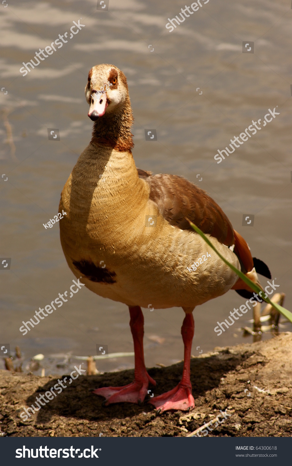 埃及的鹅-动物/野生生物,自然-海洛创意(hellorf)-shutterstock中国