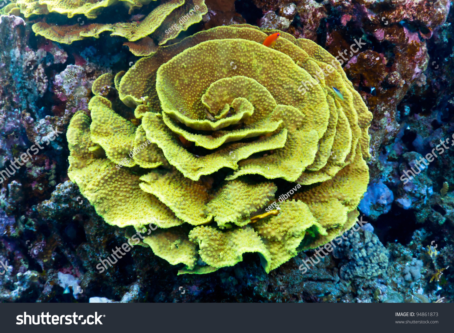 象耳珊瑚(斜花)在红海,埃及.